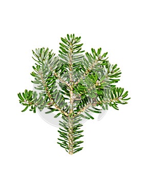 Pine sprig Christmas tree branches isolated white background