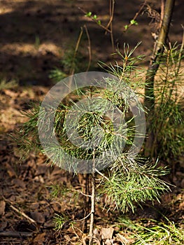 Pine sprout in a coniferous forest. Close-up