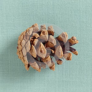 Pine or spruce cone on a green background. A brown bump lies in the middle of the frame, with a slight shadow. In the background