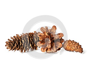 Pine and spruce cones isolated on white background