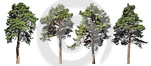 Pine, spruce, fir. Coniferous forest. Set of isolated trees on white background