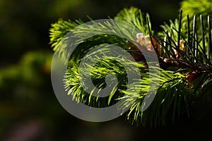 Pine or spruce tree branch with new cones