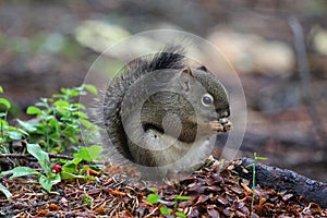 Pine Squirrel near Banff Alberta.