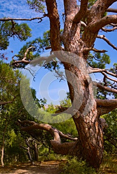 Pine Stankevich Crimea. Conifer tree.