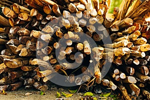 Pine stick texture. Wooden background of pines for design