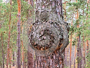 Pine with a strange outgrowth