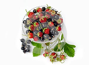Pine strawberry and black currant in a glass on a white background. With bunch currant and leaves of strawberry