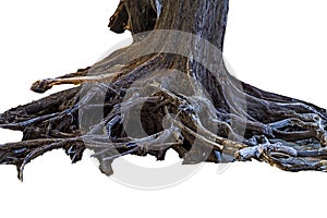 Pine stump and roots