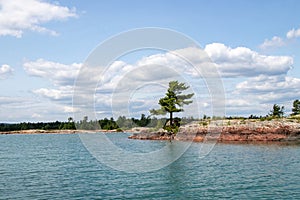 Pine tees on the coast of Georgian Bay on a summer day