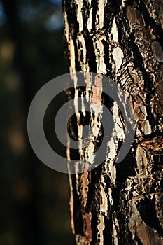 Pine texture photo