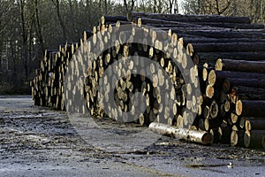 Pine timber stacked et forest