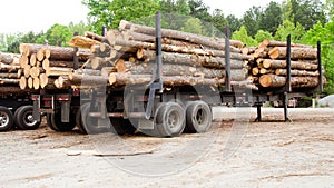 Pine timber stacked on trailers at lumber yard