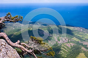 Pine on the top of Demerdzhi photo