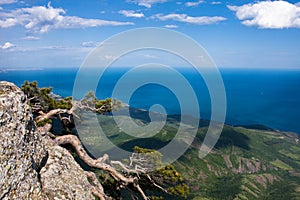 Pine on the top of Demerdzhi photo