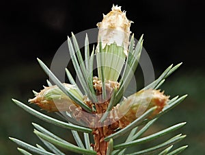 Pino un albero 