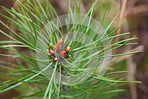 Pine-tree