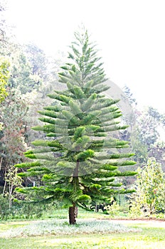 Pine tree