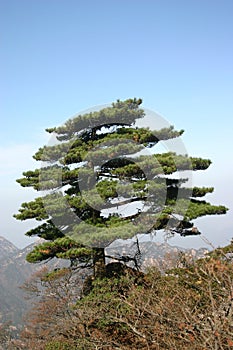 Pine tree