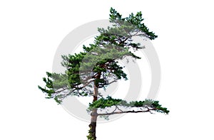 Pine tree