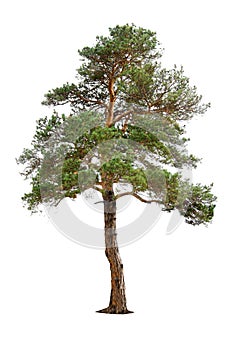 Pine tree photo