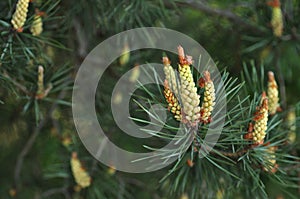 Pine tree