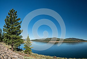 Pine Tree Above Blue Reservoir Water