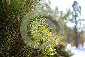 Pine tree abstraction