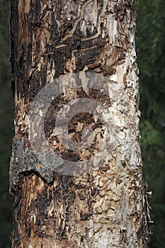 Pine tree affected by bark beetle