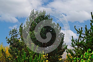 Pine tree against a blue sky with white clouds.