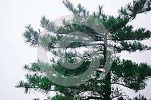 Pine tree against fog on Wugong Mountain in Jiangxi, China