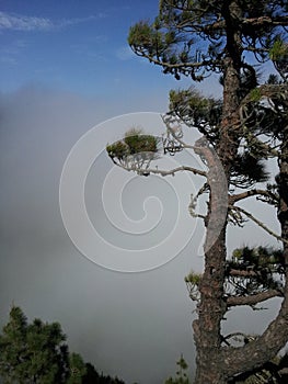 Pine Tree Against a Rising Cloud