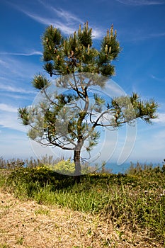 Pine tree on atlantic coast, spain