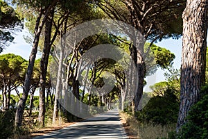 Pine tree avenue in the tuscan region Maremma in Italy