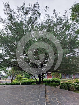 Pine Tree in the Balai Jagong Park Kudus