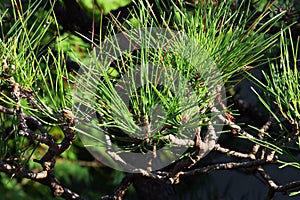 Pine tree and bamboo fence