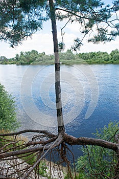 The pine tree with bare roots over the Desna river