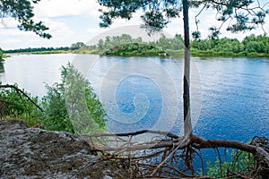 The pine tree with bare roots over the Desna river