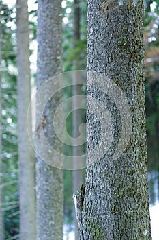 Pine tree bark