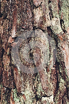 Pine tree bark background