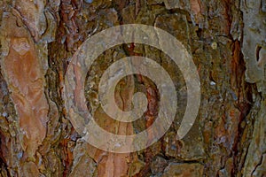 Pine tree bark background. Mulch. Wood texture, brown