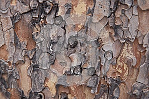 Pine Tree Bark close up