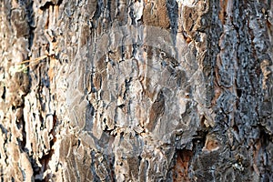 Pine tree bark close up background texture.