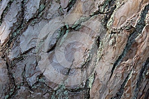 Pine tree bark close up Forest Wooden background or wallpaper