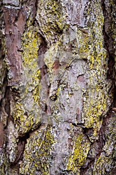 Pine Tree Bark Close Up with Mossy Green Lichens