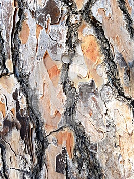 Pine tree bark close up