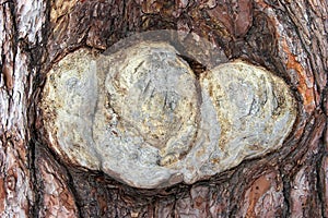 Pine tree bark close-up with unusual form