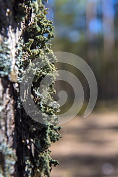 Pine tree bark covered with moss.