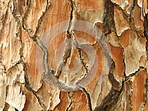Pine tree bark detail