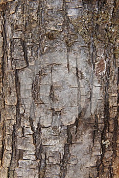 Pine tree bark detail in vertical format