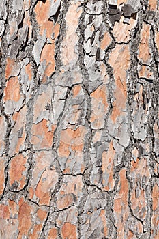 Pine tree bark detailled background